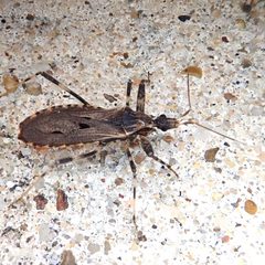 Oncocephalus by (c) Clifton Ladd, C.W.B., some rights reserved (CC BY), uploaded by Clifton Ladd, C.W.B.. Used under a CC-BY license.
