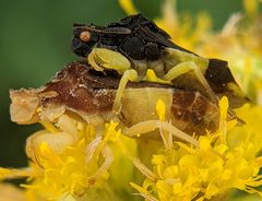 Phymata pennsylvanica by no rights reserved, uploaded by Adam Kranz. Used under a CC0 license.