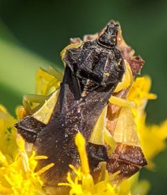 Phymata pennsylvanica by no rights reserved, uploaded by Adam Kranz. Used under a CC0 license.