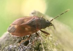 Drymus brunneus by (c) Paul Cook, some rights reserved (CC BY), uploaded by Paul Cook. Used under a CC-BY license.
