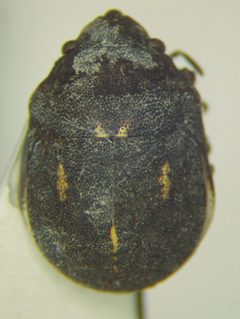 Acantholomidea by (c) Konstantin Grebennikov, some rights reserved (CC BY), uploaded by Konstantin Grebennikov. Used under a CC-BY license.