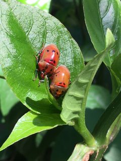 Augocoris illustris by (c) B. Phalan, some rights reserved (CC BY), uploaded by B. Phalan. Used under a CC-BY license.