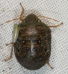 Diolcus chrysorrhoeus by no rights reserved, uploaded by kcthetc1. Used under a CC0 license.