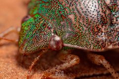 Diolcus chrysorrhoeus by no rights reserved, uploaded by Lyn Roueche. Used under a CC0 license.