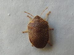 Diolcus irroratus by (c) Sam Kieschnick, some rights reserved (CC BY), uploaded by Sam Kieschnick. Used under a CC-BY license.
