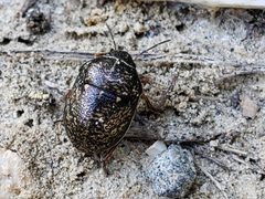 Orsilochides guttata by (c) Tyler Bishop, some rights reserved (CC BY), uploaded by Tyler Bishop. Used under a CC-BY license.
