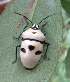 Scutellerinae by (c) portioid, some rights reserved (CC BY), uploaded by portioid. Used under a CC-BY license.