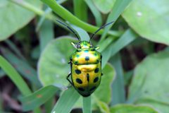 Scutellerinae by no rights reserved, uploaded by Vijay Barve. Used under a CC0 license.