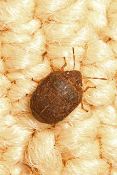 Stethaulax marmorata by (c) Judy Gallagher, some rights reserved (CC BY). Used under a CC-BY license.