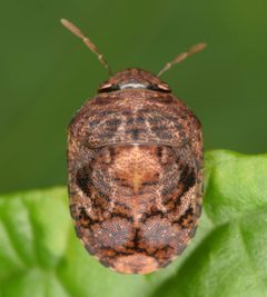 Stethaulax marmorata by (c) skitterbug, some rights reserved (CC BY), uploaded by skitterbug. Used under a CC-BY license.