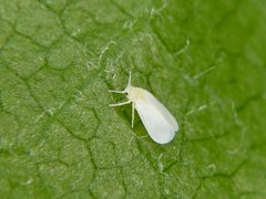 Dialeurodes by (c) りなべる, some rights reserved (CC BY), uploaded by りなべる. Used under a CC-BY license.