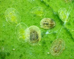 Dialeurodes by no rights reserved, uploaded by Ken Kneidel. Used under a CC0 license.