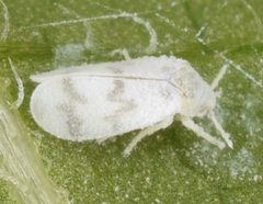 Trialeurodes abutiloneus by (c) skitterbug, some rights reserved (CC BY), uploaded by skitterbug. Used under a CC-BY license.