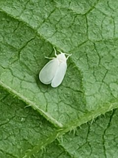 Trialeurodes vaporariorum by (c) Mark Richman, some rights reserved (CC BY), uploaded by Mark Richman. Used under a CC-BY license.