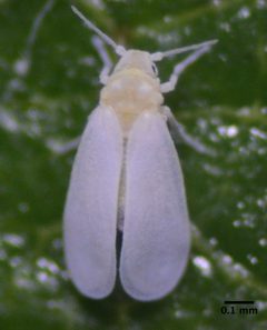 Trialeurodes vaporariorum by (c) Don Loarie, some rights reserved (CC BY). Used under a CC-BY license.