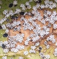 Aleuroplatus coronata by no rights reserved, uploaded by Jesse Rorabaugh. Used under a CC0 license.