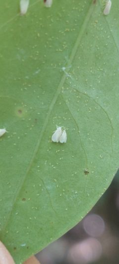 Dialeurodes citri by (c) Lauu, some rights reserved (CC BY), uploaded by Lauu. Used under a CC-BY license.