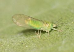 Eucalyptolyma maideni by no rights reserved, uploaded by Jesse Rorabaugh. Used under a CC0 license.