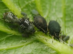Aphis fabae by (c) Alexis Tinker-Tsavalas, some rights reserved (CC BY), uploaded by Alexis Tinker-Tsavalas. Used under a CC-BY license.