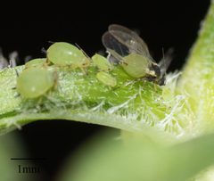 Aphis spiraecola by no rights reserved, uploaded by Jesse Rorabaugh. Used under a CC0 license.