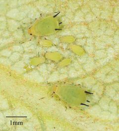 Aphis spiraecola by no rights reserved, uploaded by Jesse Rorabaugh. Used under a CC0 license.