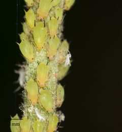 Aphis spiraecola by no rights reserved, uploaded by Jesse Rorabaugh. Used under a CC0 license.