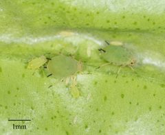 Aphis spiraecola by no rights reserved, uploaded by Jesse Rorabaugh. Used under a CC0 license.