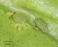 Aphis spiraecola by no rights reserved, uploaded by Jesse Rorabaugh. Used under a CC0 license.