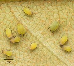 Aphis spiraecola by no rights reserved, uploaded by Jesse Rorabaugh. Used under a CC0 license.