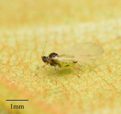 Aphis spiraecola by no rights reserved, uploaded by Jesse Rorabaugh. Used under a CC0 license.