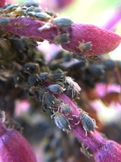 Aphis varians by (c) Jared Shorma, some rights reserved (CC BY), uploaded by Jared Shorma. Used under a CC-BY license.