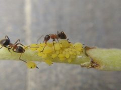 Aphis verbasci by (c) carnifex, some rights reserved (CC BY), uploaded by carnifex. Used under a CC-BY license.