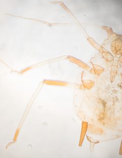 Hysteroneura setariae by no rights reserved, uploaded by Jesse Rorabaugh. Used under a CC0 license.