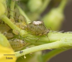 Lipaphis pseudobrassicae by no rights reserved, uploaded by Jesse Rorabaugh. Used under a CC0 license.