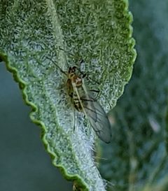 Aulacorthum solani by (c) Tom and T Herman, some rights reserved (CC BY), uploaded by Tom and T Herman. Used under a CC-BY license.