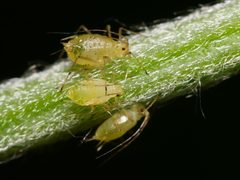 Aulacorthum solani by (c) Alexis Tinker-Tsavalas, some rights reserved (CC BY), uploaded by Alexis Tinker-Tsavalas. Used under a CC-BY license.
