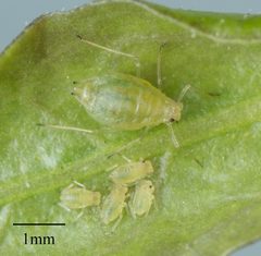 Myzus persicae by no rights reserved, uploaded by Jesse Rorabaugh. Used under a CC0 license.