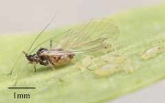 Myzus persicae by no rights reserved, uploaded by Jesse Rorabaugh. Used under a CC0 license.
