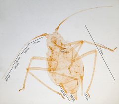 Myzus persicae by no rights reserved, uploaded by Jesse Rorabaugh. Used under a CC0 license.