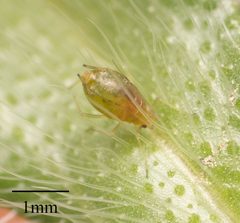 Myzus persicae by no rights reserved, uploaded by Jesse Rorabaugh. Used under a CC0 license.
