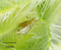 Myzus persicae by no rights reserved, uploaded by Jesse Rorabaugh. Used under a CC0 license.