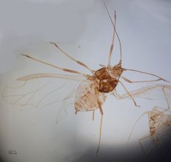Myzus persicae by no rights reserved, uploaded by Jesse Rorabaugh. Used under a CC0 license.