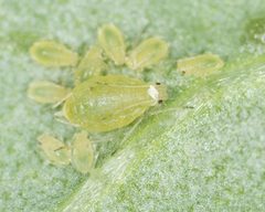 Myzus persicae by no rights reserved, uploaded by Jesse Rorabaugh. Used under a CC0 license.