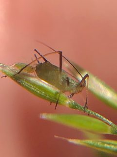 Sitobion avenae by (c) Jared Shorma, some rights reserved (CC BY), uploaded by Jared Shorma. Used under a CC-BY license.