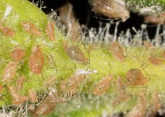 Wahlgreniella by no rights reserved, uploaded by Jesse Rorabaugh. Used under a CC0 license.