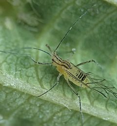 Calaphis betulella by (c) Michael and Antoni Hinczewski, some rights reserved (CC BY), uploaded by Michael and Antoni Hinczewski. Used under a CC-BY license.