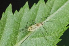 Calaphis betulella by (c) Bill Keim, some rights reserved (CC BY). Used under a CC-BY license.