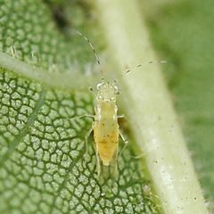 Monelliopsis caryae by (c) Bill Keim, some rights reserved (CC BY), uploaded by Bill Keim. Used under a CC-BY license.