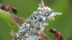 Eriosomatinae by (c) Katja Schulz, some rights reserved (CC BY). Used under a CC-BY license.