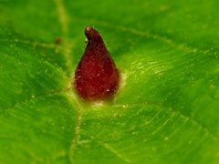 Hormaphis hamamelidis by (c) Katja Schulz, some rights reserved (CC BY). Used under a CC-BY license.